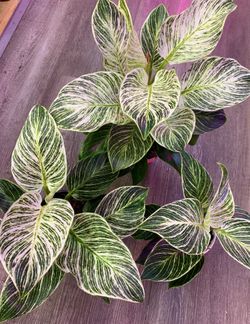 4”, 5”, & 6” Philodendron Birkin (Highly Variegated; $15 And Up!!)