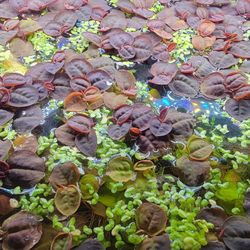 Red Root Floaters for Pond Or Aquarium Fish Tank