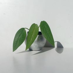 Rare Cebu Blue Pothos Money Plant/ House Plant/ Indoor Plant Flower Patio Garden 