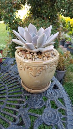 Succulent plant