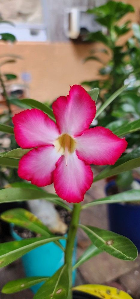 Desert Rose Plants