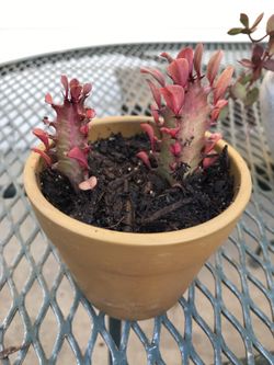 Small cactus succulent