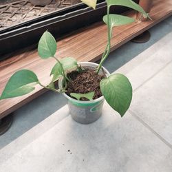 Pothos Plants (4 in)
