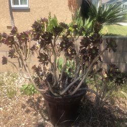 Larger Potted Succulent 