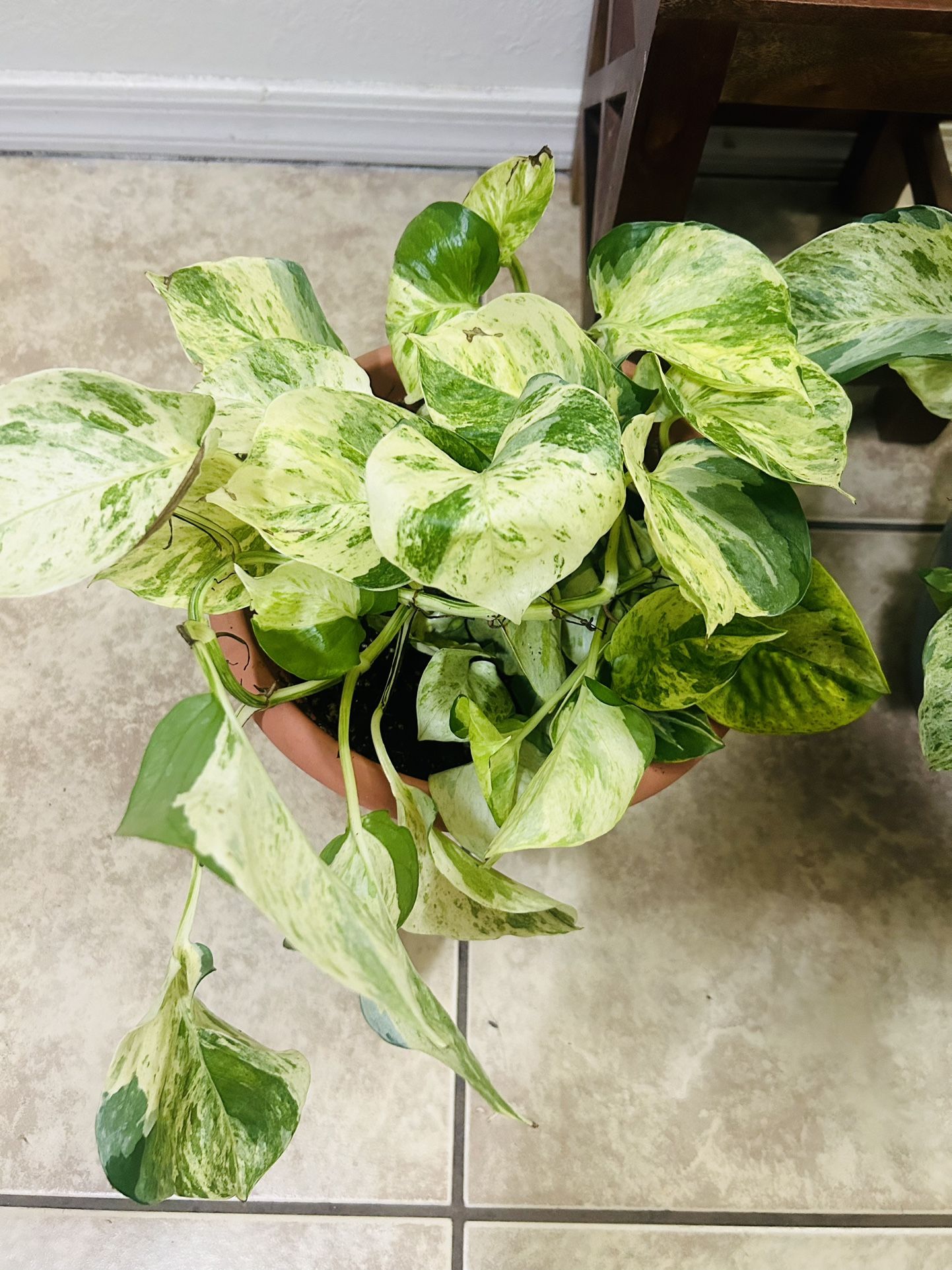 Plants For Sale 20 Each Photos