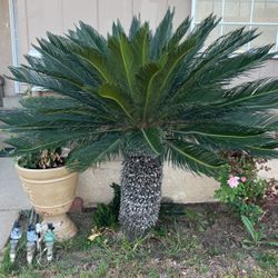 Plants For Sale