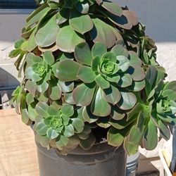 succulent aeonium velour rare