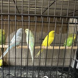 Bird Cage