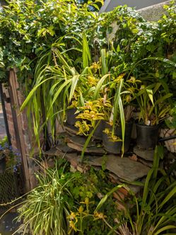 Super plant sale