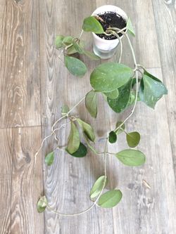 Hoya Obovata