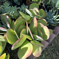 Nice Succulent 