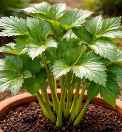 Baby / Seedling 3” Ashitaba (Angelica Keiskei)