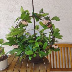 Large Hoya Carnosa Currently In Bloom In 8" Pot