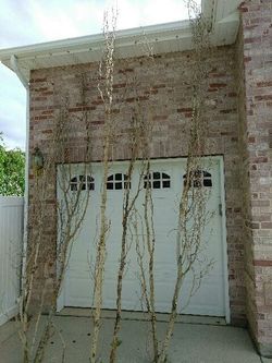 Long branches for decorating or weddings