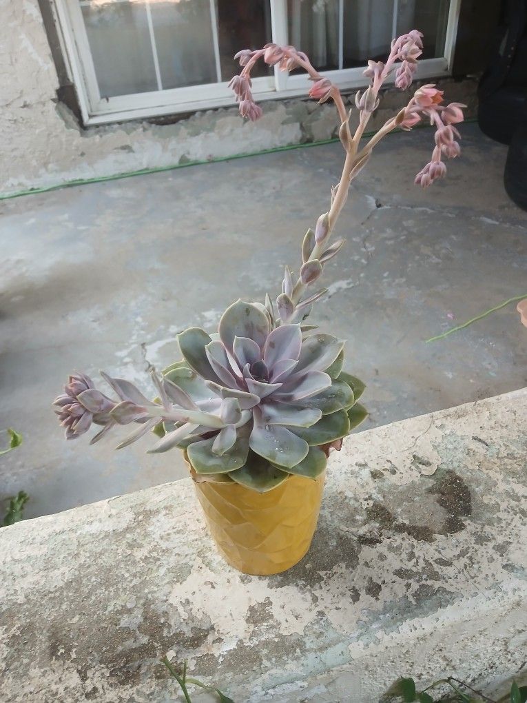 Echeveria lilacina Plant/pot $10