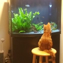 Fish Tank/ W Accessories 