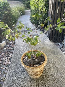 Ficus like Tree