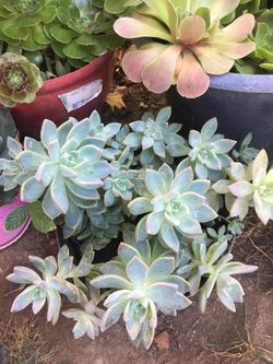 Succulents