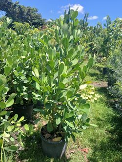 Clusia Overgrown 4-4.5'ft 🌼 $23