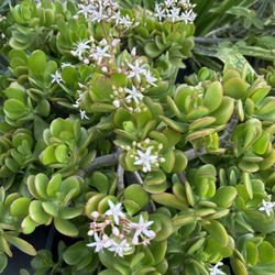 Jade Plant 