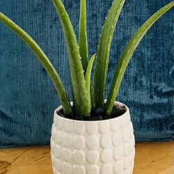 Indoor aloe Plant In Decorative Pot
