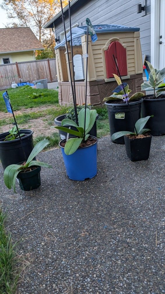 Plants