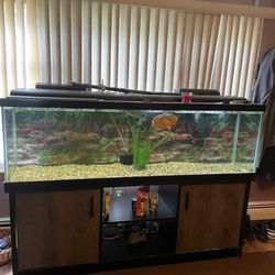 125 Long Fish Tank!