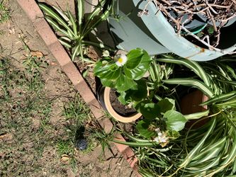 Plant in pot decorative green plants white flowers
