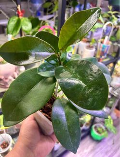 Hoya Australis