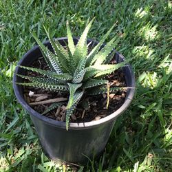 Zebra Plant