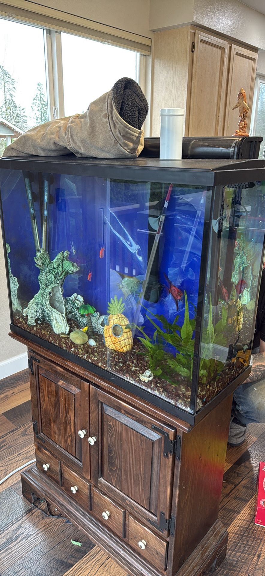 fish and tank