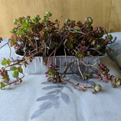 Sedum spurium Succulent