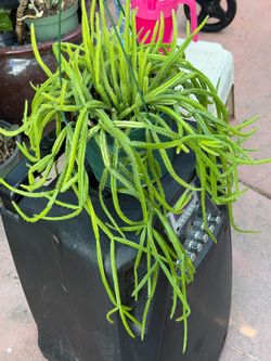 6” RHIPSALIS