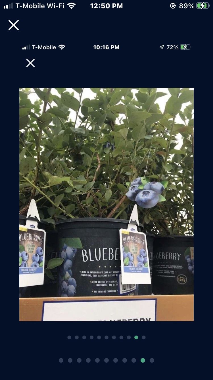 Emerald Blueberry Fully Grown Plant In 2 Gallon Pot