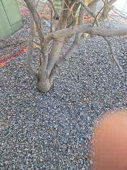 Stump Grinding And Removal