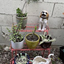 Plants With Plant stand 