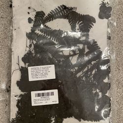 Black Dried Pressed Flowers