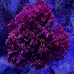 Atomic Broccoli Red Sparkle Macro Algae