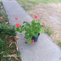 Dark pink flower plant