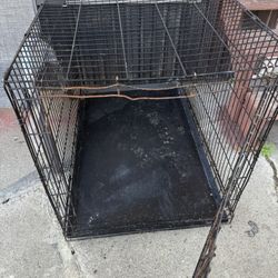 Dog House 