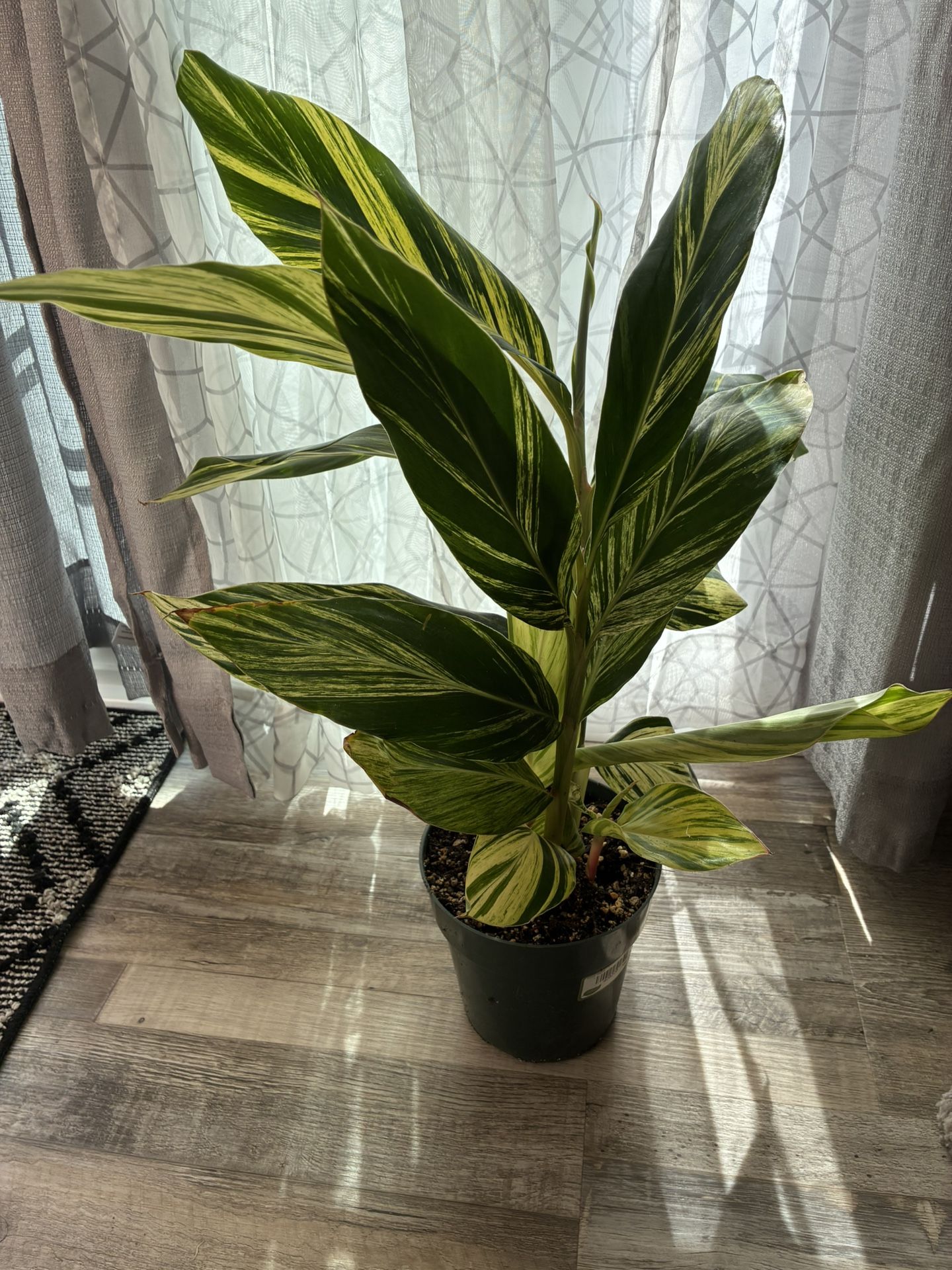 Variegated Shell Ginger Plants