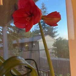 Beautiful and Healthy Plant Amaryllis 🌺 Flower