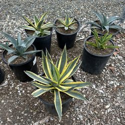 Agave