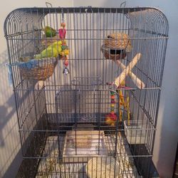 Three Parakeets Astralian Im Selling Them Because I Dont Have space In My House
