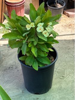 Planta Corona de Cristo