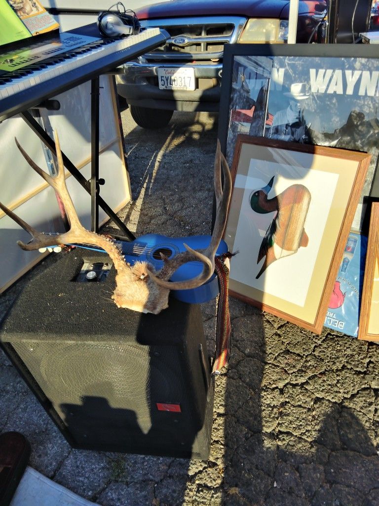 Cuernos.     De.   Venado.     Bien.   Cómo.    Semiran.    En.  Duarte.  