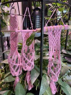 Handmade Mini Macrame W/propagation Bottles, Free Plant Cutting With Purchase