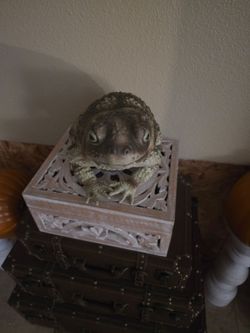 Halloween  Prop Toad