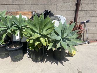Foxtail agave , agave attenuata succulent