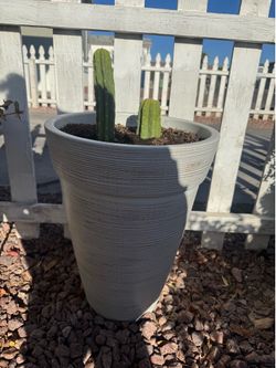 Outdoor plant 🪴